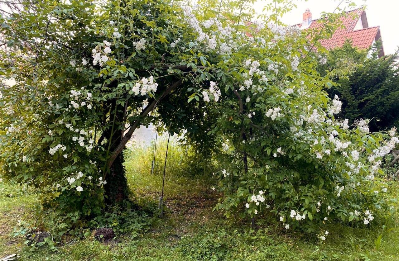 Gronocottage Bad Harzburg Buitenkant foto